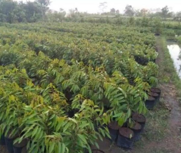 jual bibit buah Bibit Musang King Durian Okulasi Musangking Cirebon