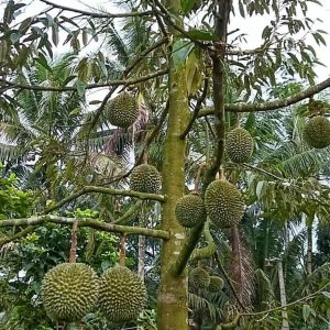 jual bibit buah Bibit Musang King Pohon Durian Kaki Tiga Halmahera Selatan