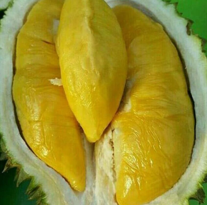 Gambar Produk jual bibit buah Bibit Musang King Pohon Durian Kaki Tiga Realpict Aceh Selatan