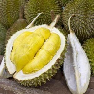 jual bibit buah Bibit Musang King Tanaman Buah Durian Kaki Tiga Nias Utara