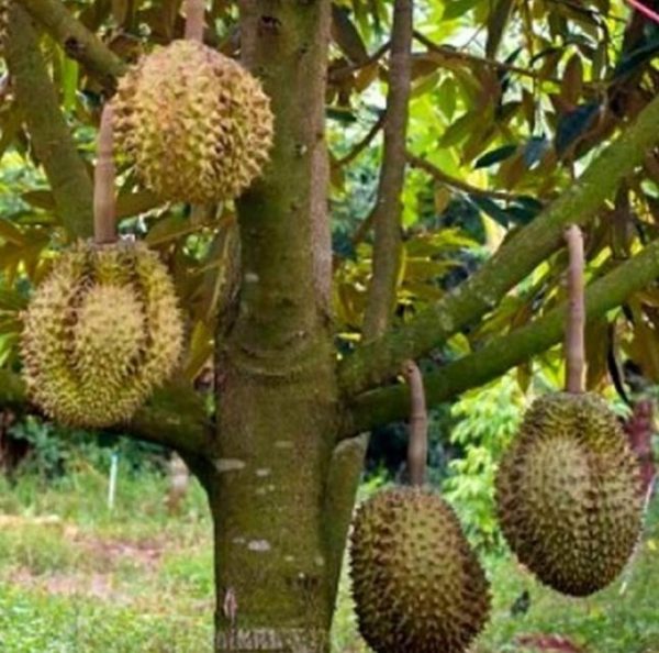 jual bibit buah Bibit Musang King Tanaman Buah Durian Unggul, Murah, Bergaransi Original Bondowoso