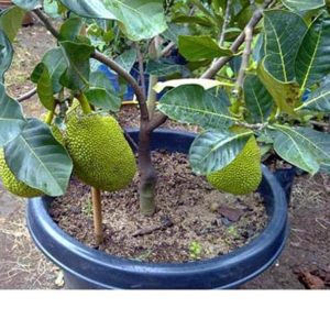 jual bibit buah Bibit Nangka Mini Produk Baru Tanaman Buah Dwarf Jackfruit Maluku Tenggara Barat