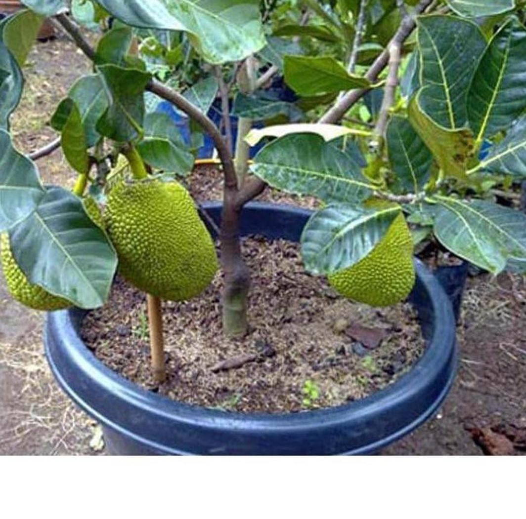 Gambar Produk jual bibit buah Bibit Nangka Mini Produk Baru Tanaman Buah Dwarf Jackfruit Maluku Tenggara Barat