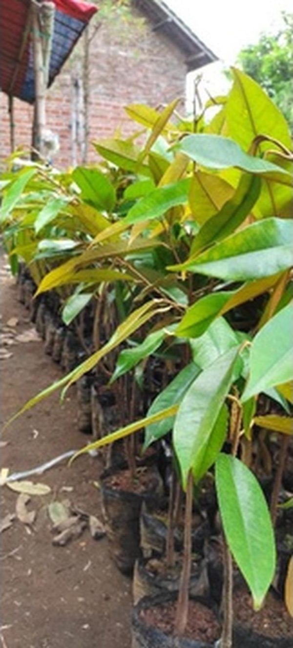 jual bibit buah Bibit Pohon Durian Buah Montong Super Jumbo Tanah bumbu