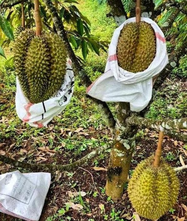jual bibit buah Bibit Pohon Durian Q- -R Super MonthongDurian Montong Berkualitas Unggul PalingMurah Tebo