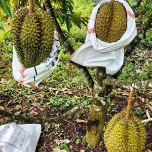 jual bibit buah Bibit Pohon Durian T Super MonthongDurian Montong Berkualitas Unggul Sedang Hangat Tual