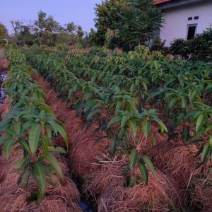 jual bibit buah Bibit Pohon Mangga Bisa Cod- Irwin Ungu Cangkokan Terlaris Tangerang Selatan
