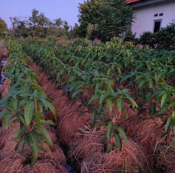 jual bibit buah Bibit Pohon Mangga Bisa Cod- Irwin Ungu Cangkokan Terlaris Tangerang Selatan