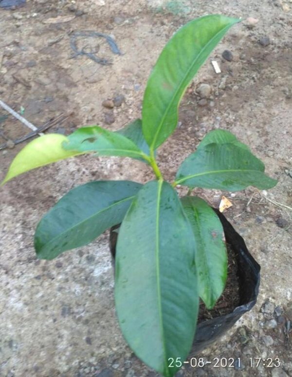 jual bibit buah Bibit Pohon Manggis Buah Okulasi Tanaman Bombana