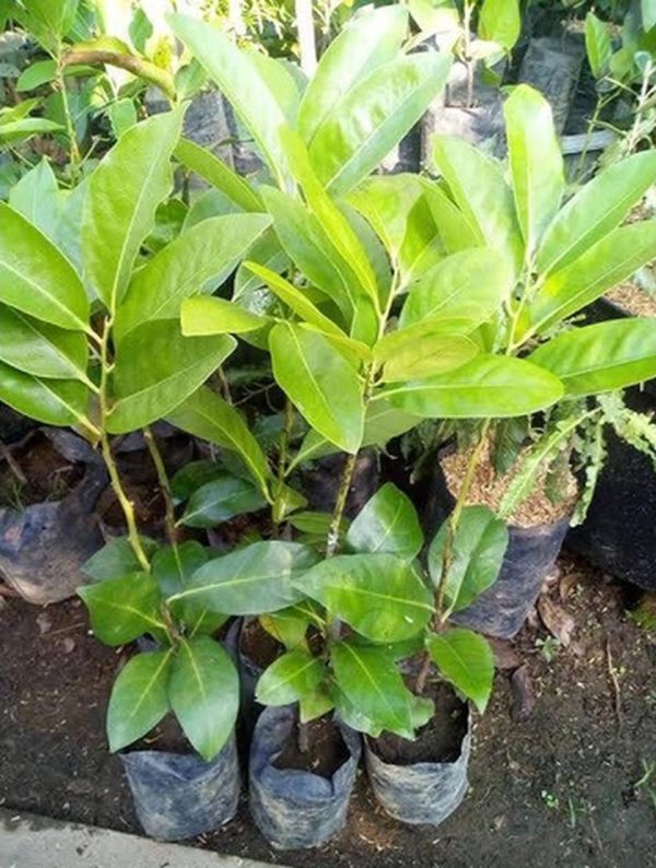 jual bibit pohon Bibit Buah Black Sapote Ready Superunggul Batanghari
