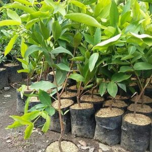 jual bibit pohon Bibit Buah Dalam Jambu Air Kingrose Hasil Okulasi Tanaman Bisa Ditanam Bangka Selatan
