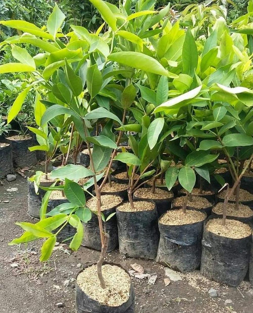 Gambar Produk jual bibit pohon Bibit Buah Dalam Jambu Air Kingrose Hasil Okulasi Tanaman Bisa Ditanam Bangka Selatan