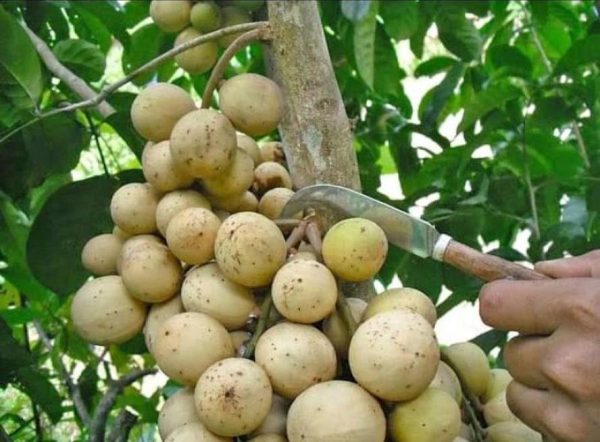 jual bibit pohon Bibit Buah Duku Palembang Okulasi Grobogan