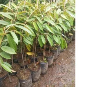 jual bibit pohon Bibit Buah Durian Gundul Terbatas Asli Discount Today Terlaris Teratas Lombok Tengah