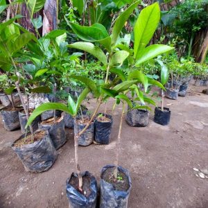 jual bibit pohon Bibit Buah Jambu Jamaika Jumbo Bisa Tanam Dalam Tabulampot Buton Tengah