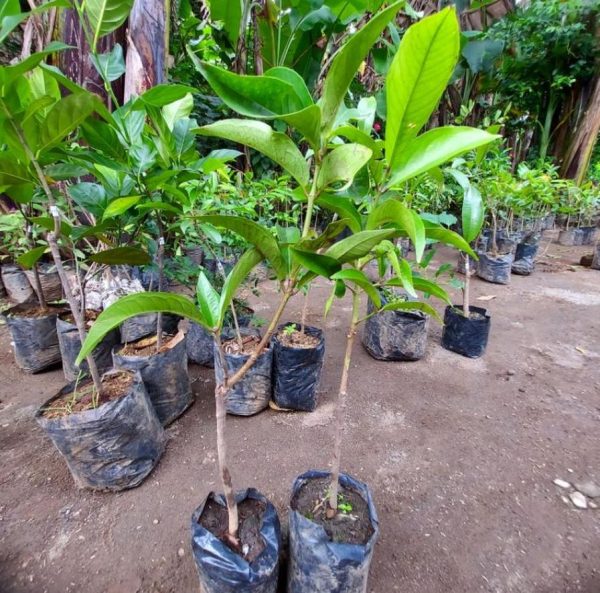 jual bibit pohon Bibit Buah Jambu Jamaika Jumbo Bisa Tanam Dalam Tabulampot Buton Tengah