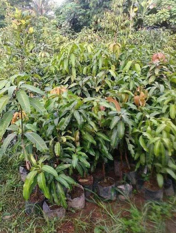 jual bibit pohon Bibit Buah Mangga Chokanan Okulasi Bolaang Mongondow Utara