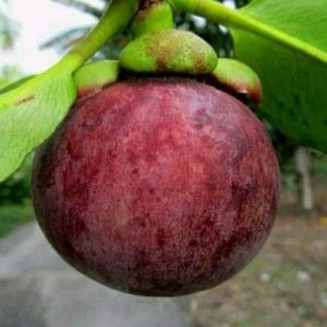 jual bibit pohon Bibit Buah Manggis Code Tanaman Super Okulasi D Belitung