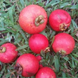 jual bibit pohon Bibit Buah Manggis Merah Mundar - Kategori Standart Original Pesisir Barat