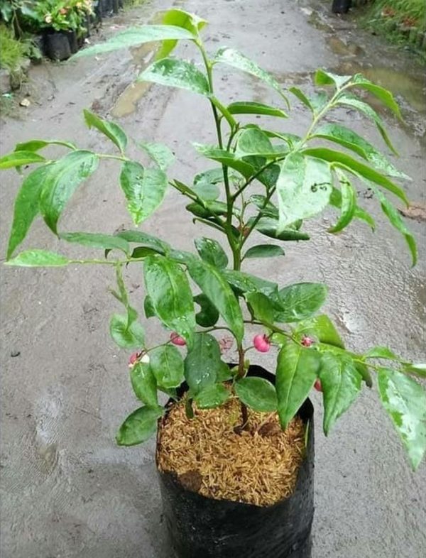 jual bibit pohon Bibit Buah Manggis Ready Tanaman Pohon JepangRatu BuahGarcinia Mangostana Depok