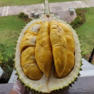 jual bibit pohon Bibit Buah Murah Durian Musangking Kaki Tiga Unggul Pagar Alam