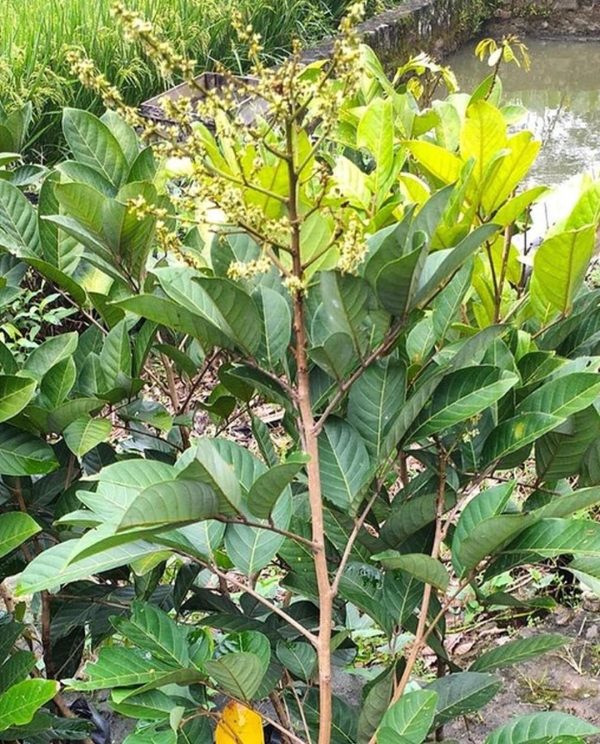 jual bibit pohon Bibit Buah Murah Hasil Cangkok Tanaman Rambutan Merah Binjai Binjay Rapiah Ogan Komering Ulu Timur