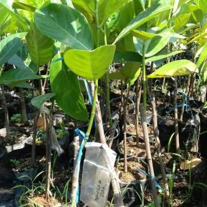jual bibit pohon Bibit Buah Nangka Nangkadak Perpaduan Dan Cempedak Aceh Jaya