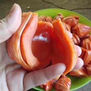 jual bibit pohon Bibit Buah Nangka Tanaman Merah Daging Super Tebal Bandung Barat