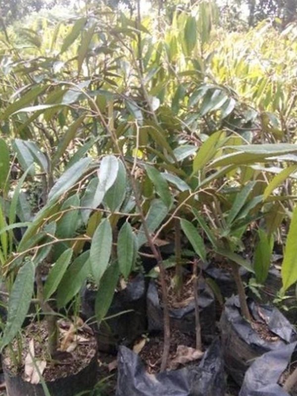 jual bibit pohon Bibit Durian Bawor Kirim Terpercaya Kaki Tiga Sekadau