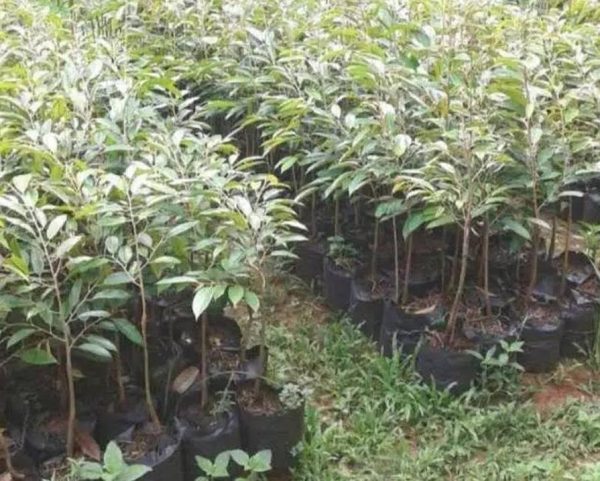 jual bibit pohon Bibit Durian Bawor Spesial Tambulampot Hasil Okulasi Super Manggarai