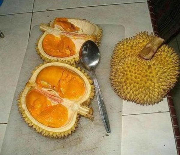 jual bibit pohon Bibit Durian Duri Hitam Oche Okulasi Unggul Lima Puluh Kota