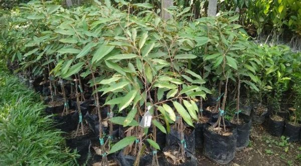 jual bibit pohon Bibit Durian Musangking Teebaru Paling Besar Buahnya Sikka
