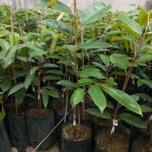 jual bibit pohon Bibit Durian Namlung Jenis Super Murah Manokwari Selatan