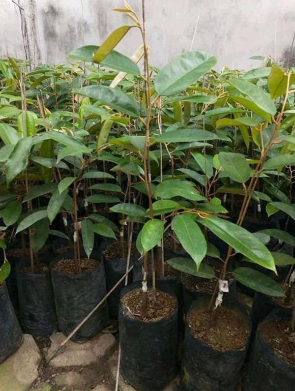 jual bibit pohon Bibit Durian Namlung Jenis Super Murah Manokwari Selatan