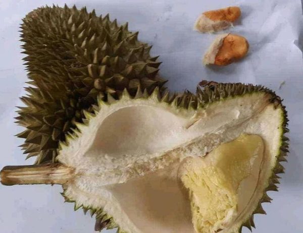 jual bibit pohon Bibit Durian Namlung Okulasi Boalemo