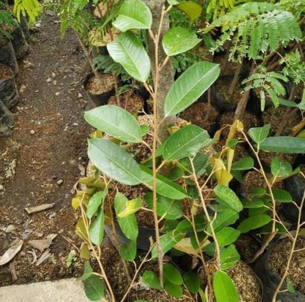 jual bibit pohon Bibit Durian Super Tembaga Bangka Labuhan Batu