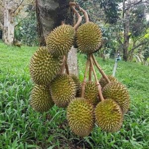 jual bibit pohon Bibit Durian Super Tembaga Bangka Okulasi Cepat Buah Aceh Tamiyang
