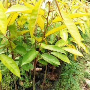 jual bibit pohon Bibit Durian Super Tembaga SuperDurian Berkwalitas Hasil Okulasi Tanaman Tabulapot Kampar
