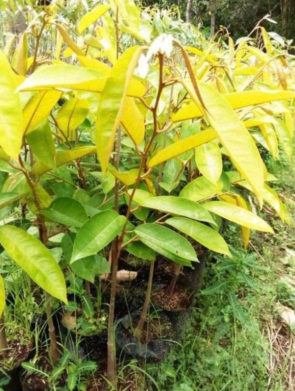 jual bibit pohon Bibit Durian Super Tembaga SuperDurian Berkwalitas Hasil Okulasi Tanaman Tabulapot Kampar