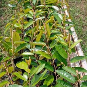 jual bibit pohon Bibit Durian Super Tembaga SuperDurian Berkwalitas Hasil Okulasi Tanaman Tabulapot Surabaya