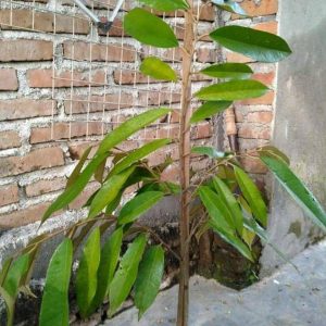 jual bibit pohon Bibit Durian Unggul Montong Pesawaran