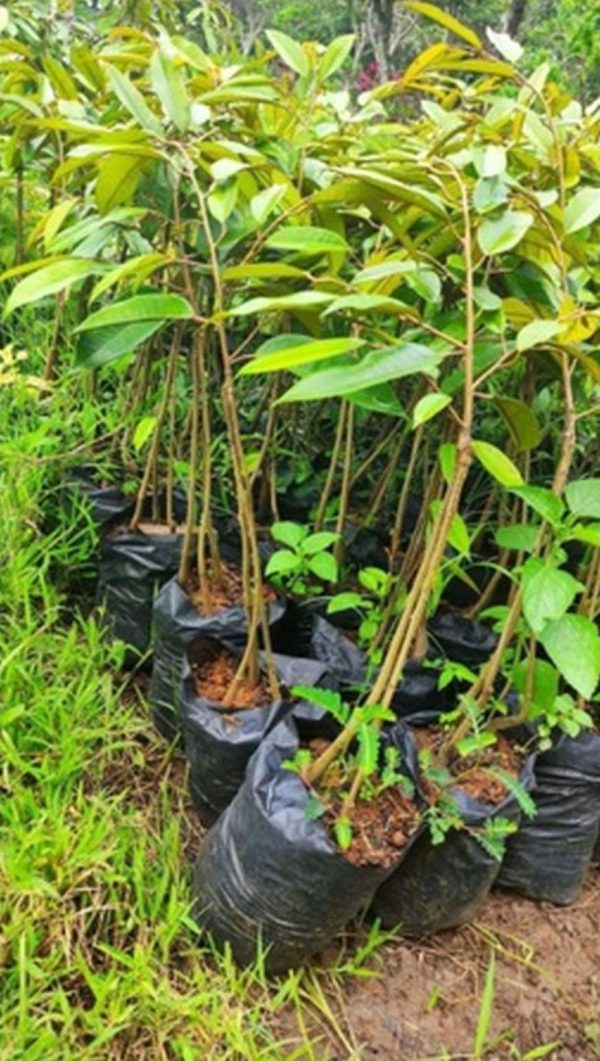jual bibit pohon Bibit Durian Unggul Moontong Kaki Tiga Hasil Okulasi Polewali Mandar