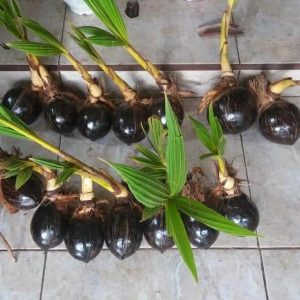 jual bibit pohon Bibit Kelapa Gading Jsj Tanjung Pinang