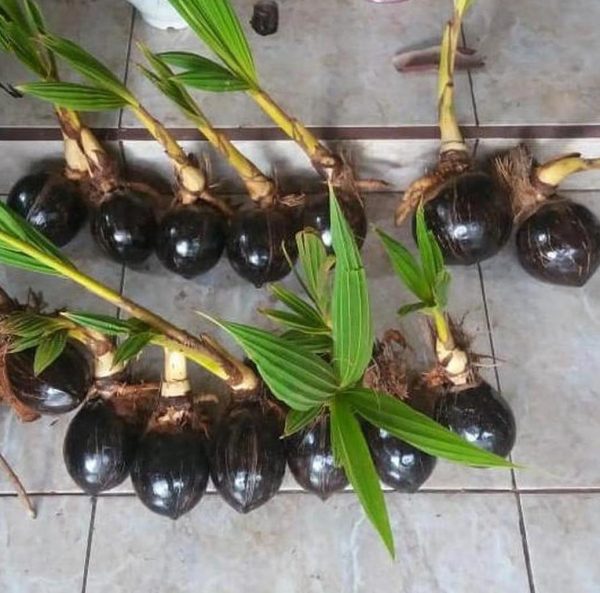 jual bibit pohon Bibit Kelapa Gading Jsj Tanjung Pinang