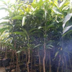 jual bibit pohon Bibit Mangga Irwin Super Batang Besar Intan Jaya
