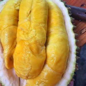 jual bibit pohon Bibit Musang King Best Seller Buah Durian Musangking Unggul Mamasa