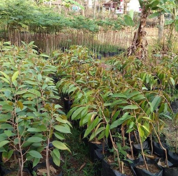 jual bibit pohon Bibit Musang King Terbaik Buah Durian Musangking Unggul Termurah Dan Terbaru Terlaris Buru Selatan