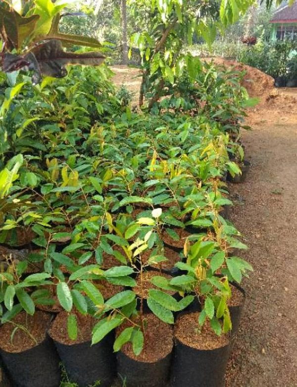 jual bibit pohon Bibit Pohon Durian Buah Montong Bangka Tengah