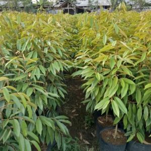 jual bibit pohon Bibit Pohon Durian Buah Montong Super Jumbo Kuningan