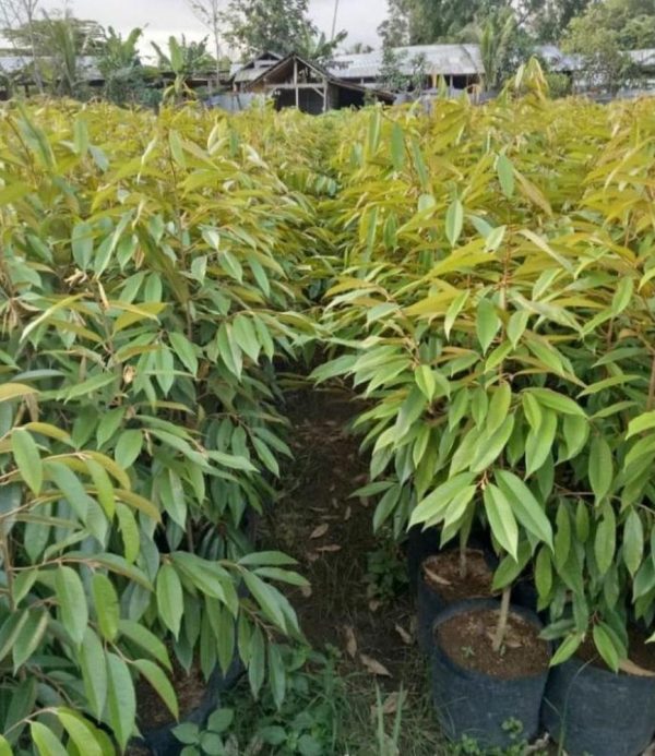 jual bibit pohon Bibit Pohon Durian Buah Montong Super Jumbo Kuningan
